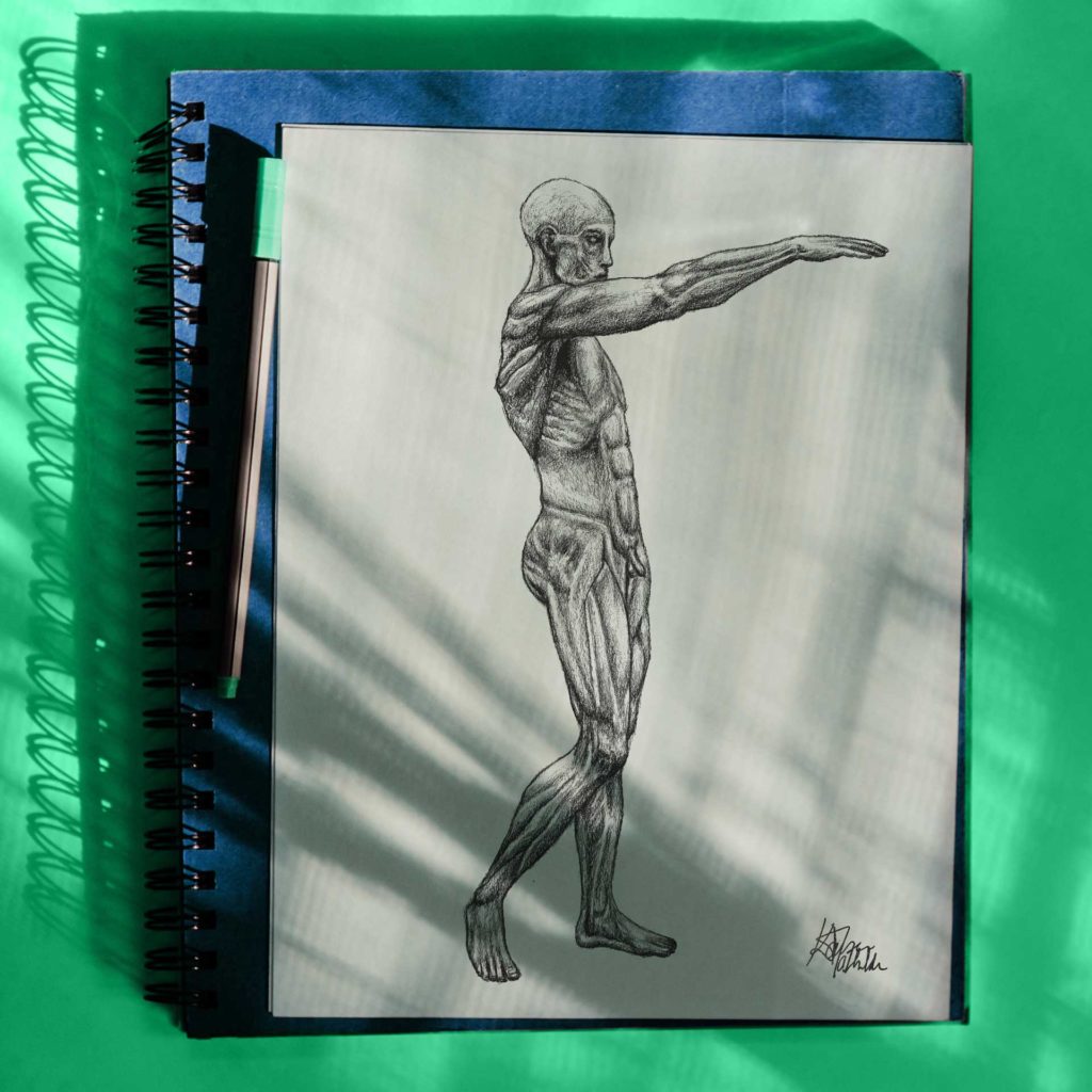 anatomie_ecorche_papier